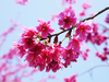 Filename=P1010438.JPG
Filesize=907KiB
Dimensions=1024x768
Date added=Feb 03, 2014 P1010438.JPG