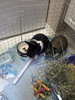 Filename=20140621_134745.jpg
Filesize=838KiB
Dimensions=768x1024
Date added=Jun 28, 2014 20140621_134745.jpg