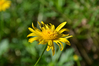 Filename=DSC_2071.JPG
Filesize=769KiB
Dimensions=2048x1365
Date added=Mar 06, 2012 DSC_2071.JPG