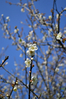 DSC_8035.JPG