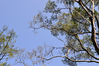 Filename=DSC_8144.JPG
Filesize=1089KiB
Dimensions=1024x683
Date added=Jan 20, 2013 DSC_8144.JPG