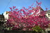 Filename=DSC_8750.JPG
Filesize=1159KiB
Dimensions=1024x683
Date added=Feb 16, 2013 DSC_8750.JPG