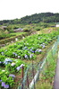 Filename=DSC_0288.JPG
Filesize=2006KiB
Dimensions=1365x2048
Date added=Jun 09, 2013 DSC_0288.JPG