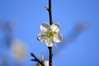 Filename=DSC_1895.JPG
Filesize=471KiB
Dimensions=1024x683
Date added=Jan 11, 2014 DSC_1895.JPG