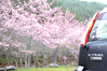 Filename=DSC_2135.JPG
Filesize=918KiB
Dimensions=1024x683
Date added=Feb 16, 2014 DSC_2135.JPG
