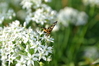 Filename=DSC_6173.JPG
Filesize=6567KiB
Dimensions=4608x3072
Date added=Sep 19, 2015 DSC_6173.JPG