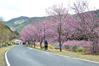 Filename=DSC_7538.JPG
Filesize=1020KiB
Dimensions=1024x683
Date added=Feb 15, 2017 DSC_7538.JPG