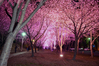 Filename=DSC_7582.JPG
Filesize=1230KiB
Dimensions=1024x683
Date added=Feb 15, 2017 DSC_7582.JPG